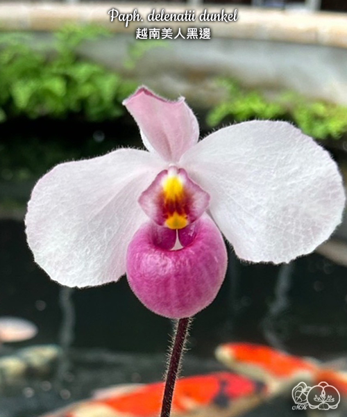 美琪園藝Miki Orchid - 批發專區